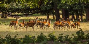 Read more about the article UK retail venison market surges