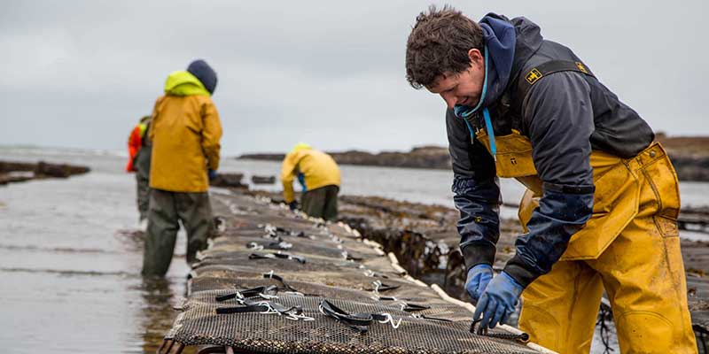 You are currently viewing Aldi supports Scottish shellfish suppliers this Valentine’s Day