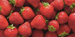 Read more about the article First Scottish strawberries of the season hit Aldi shelves