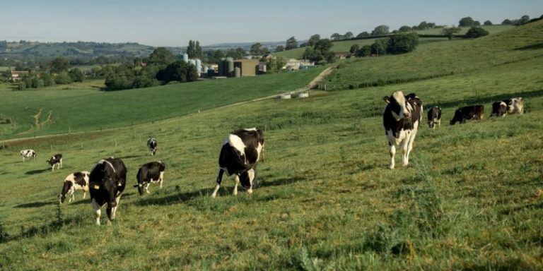 cows in a field