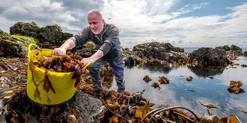 You are currently viewing Seven jobs saved by seaweed start-up
