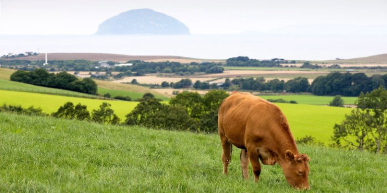 Cow grazing