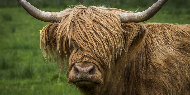 Highland cow